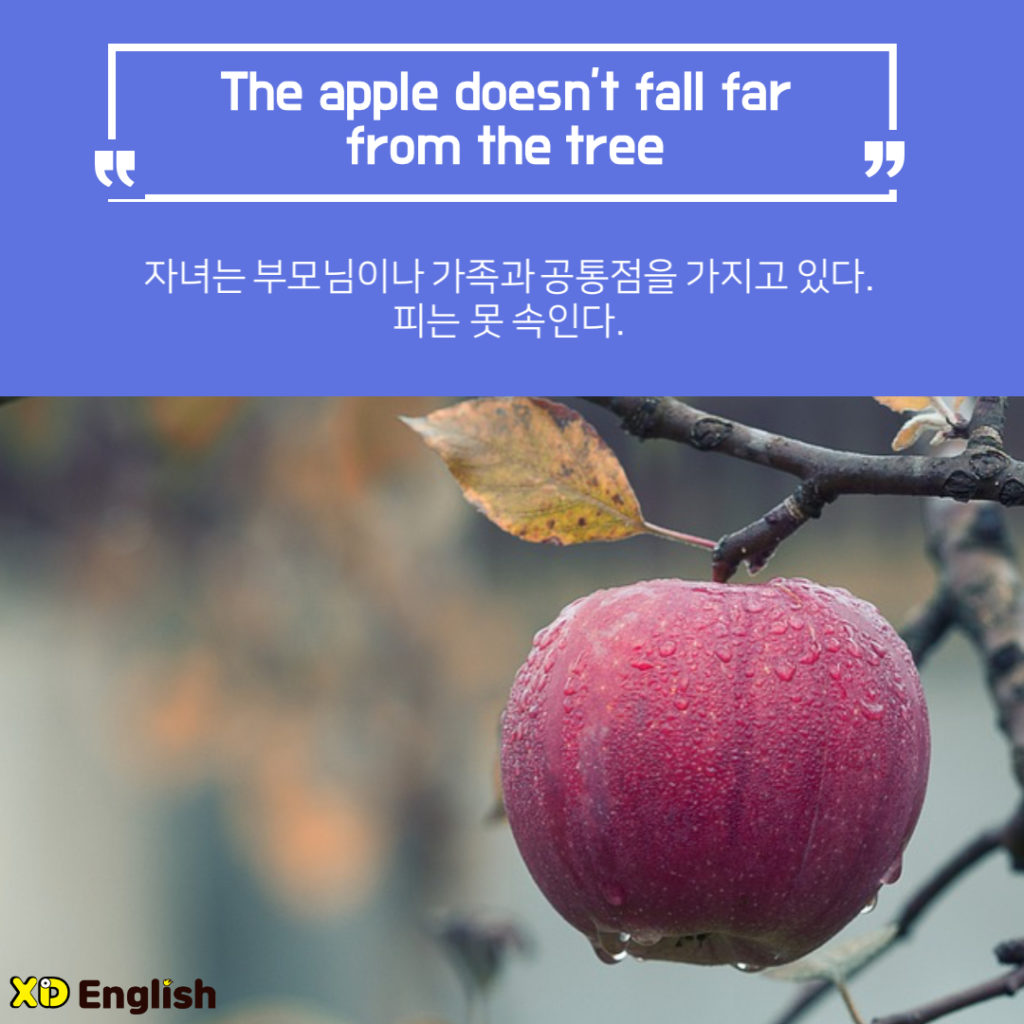The Apple Doesn’t Fall Far From The Tree
자녀는 부모님이나 가족과 공통점을 가지고 있다.
피는 못 속인다. 